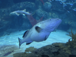 Pregnant fish, Shark and other fishes at the Shark Tunnel at the Oceanium at the Diergaarde Blijdorp zoo