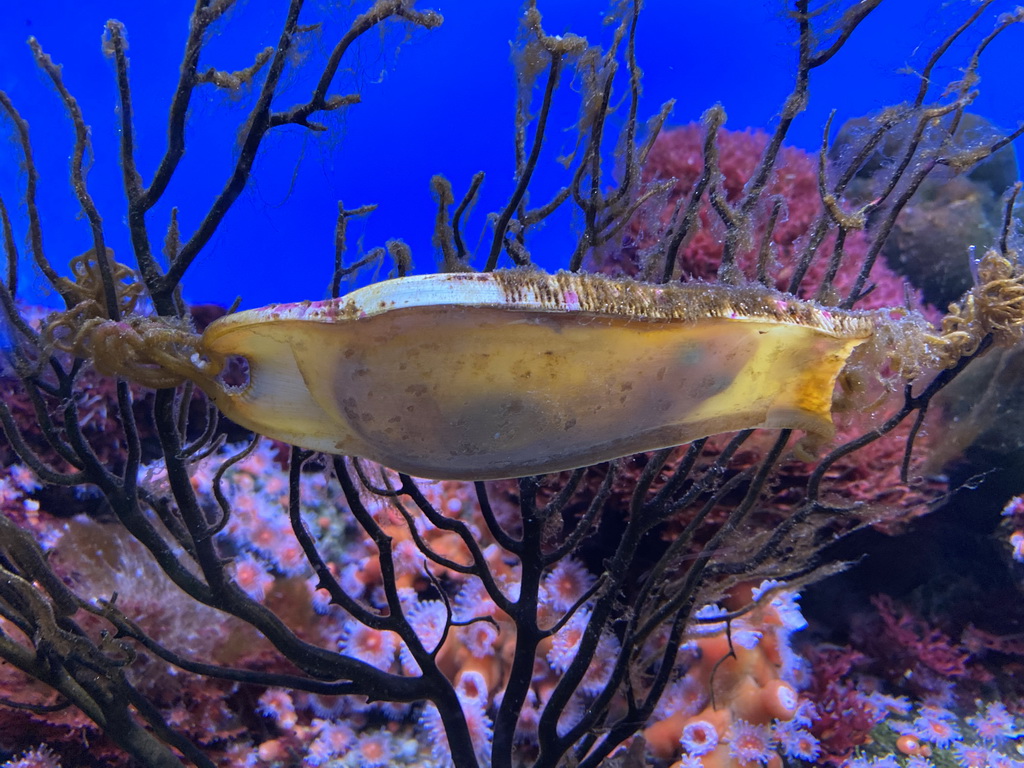 Shark egg at the Laboratory at the Oceanium at the Diergaarde Blijdorp zoo