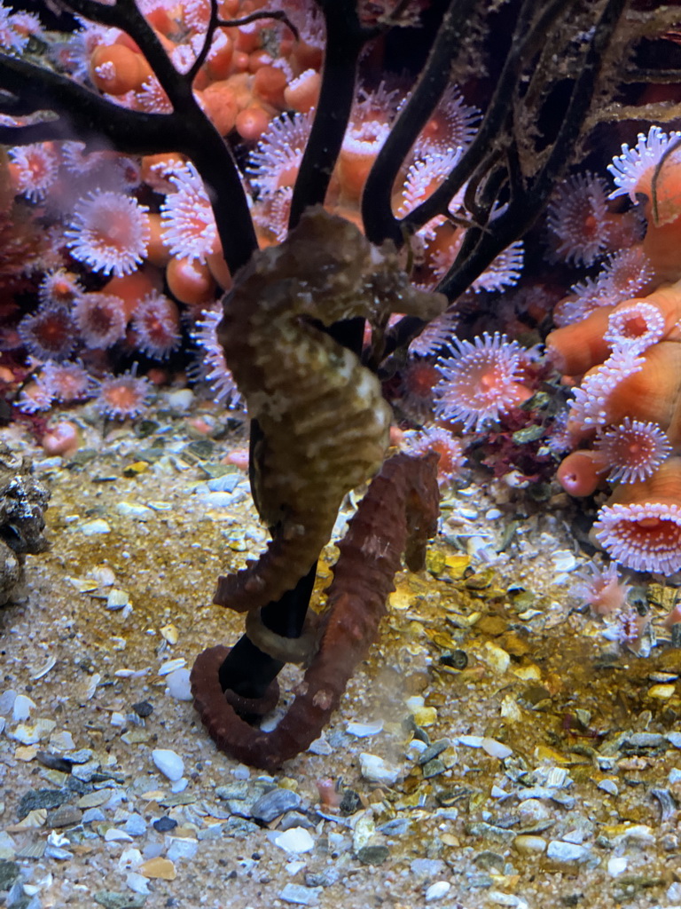 Seahorses at the Laboratory at the Oceanium at the Diergaarde Blijdorp zoo