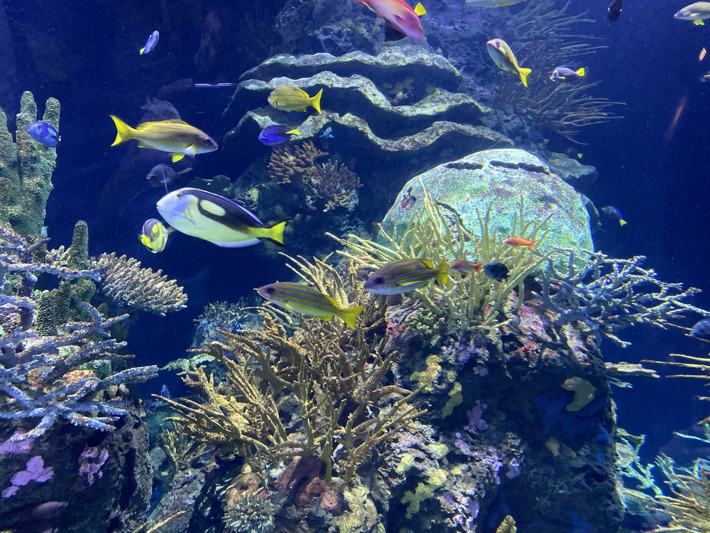 Fishes and coral at the Great Barrier Reef section at the Oceanium at the Diergaarde Blijdorp zoo