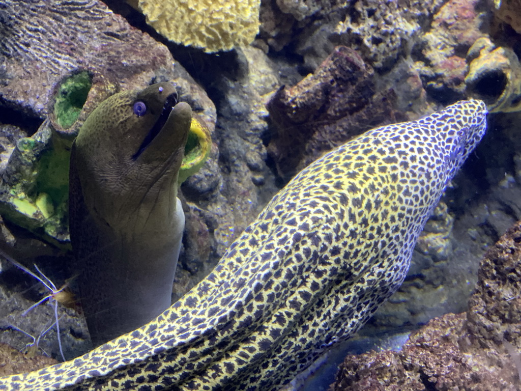 Moray Eels at the Great Barrier Reef section at the Oceanium at the Diergaarde Blijdorp zoo