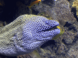 Moray Eel at the Great Barrier Reef section at the Oceanium at the Diergaarde Blijdorp zoo
