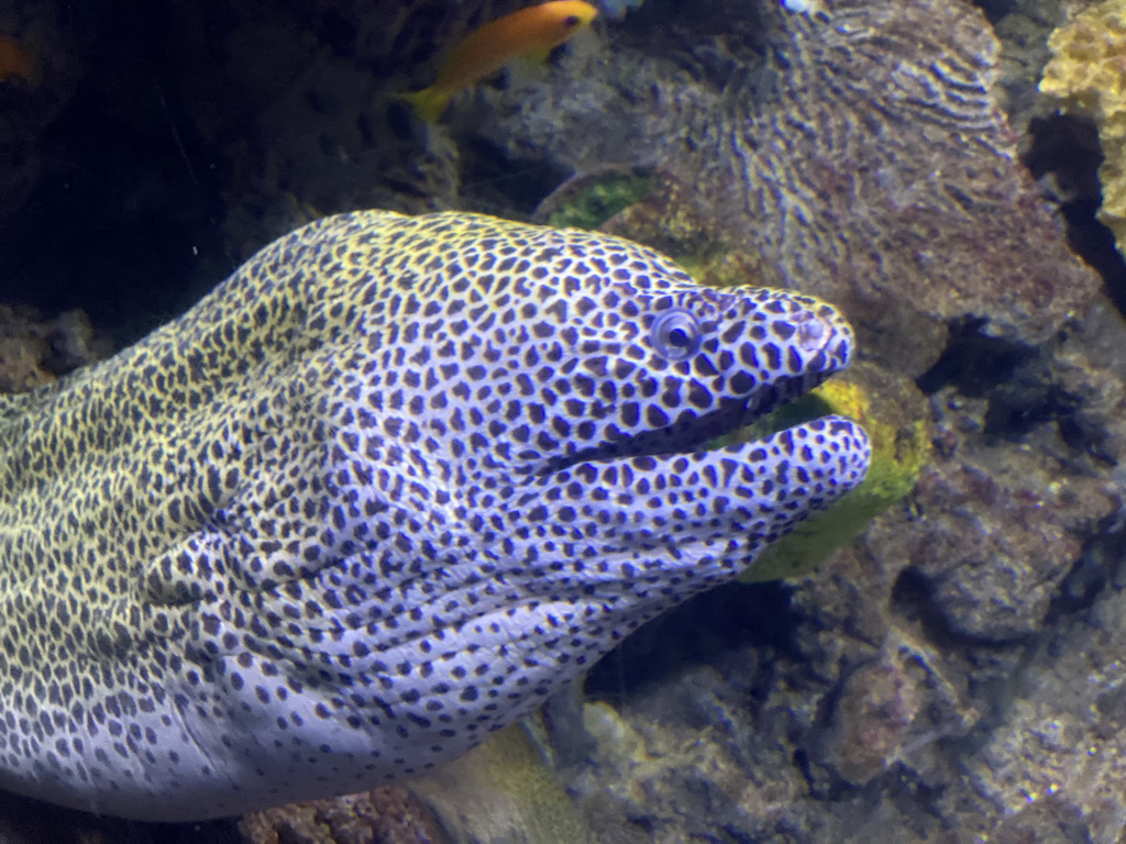 Moray Eel at the Great Barrier Reef section at the Oceanium at the Diergaarde Blijdorp zoo