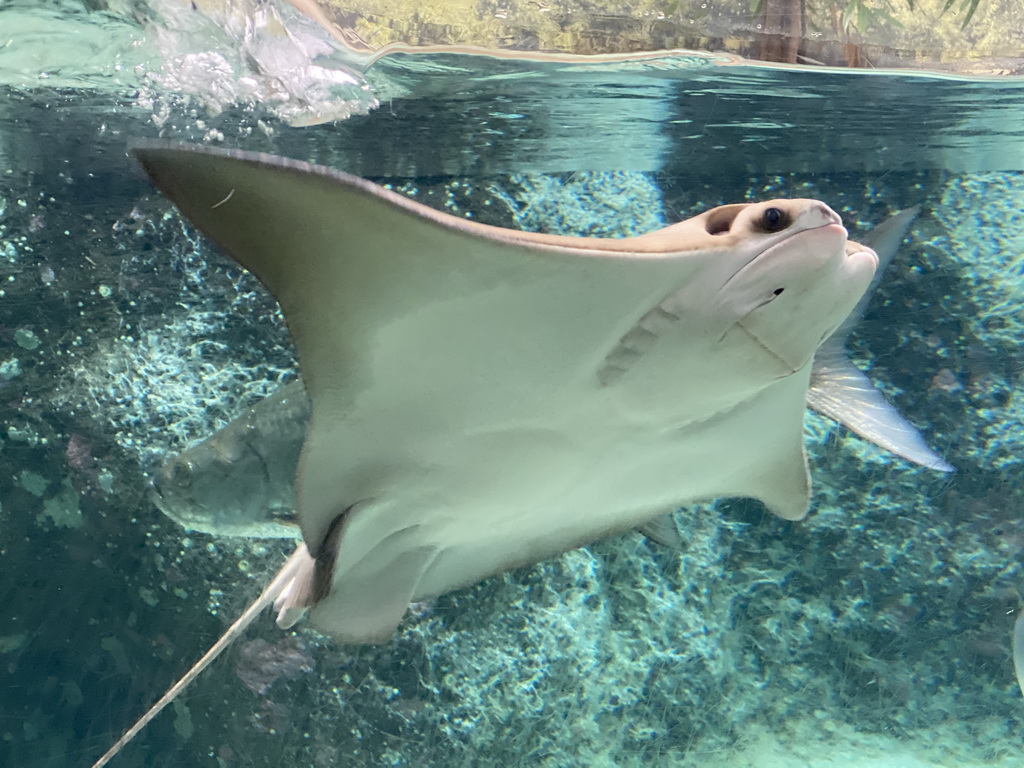 Cownose Ray and other fish at the Caribbean Sand Beach section at the Oceanium at the Diergaarde Blijdorp zoo