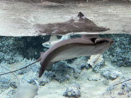 Cownose Rays at the Caribbean Sand Beach section at the Oceanium at the Diergaarde Blijdorp zoo