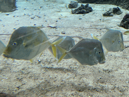Fishes at the Caribbean Sand Beach section at the Oceanium at the Diergaarde Blijdorp zoo