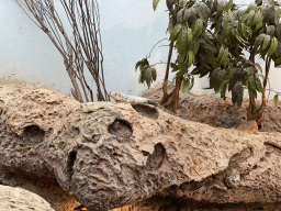 Rhinoceros Iguana at the Oceanium at the Diergaarde Blijdorp zoo