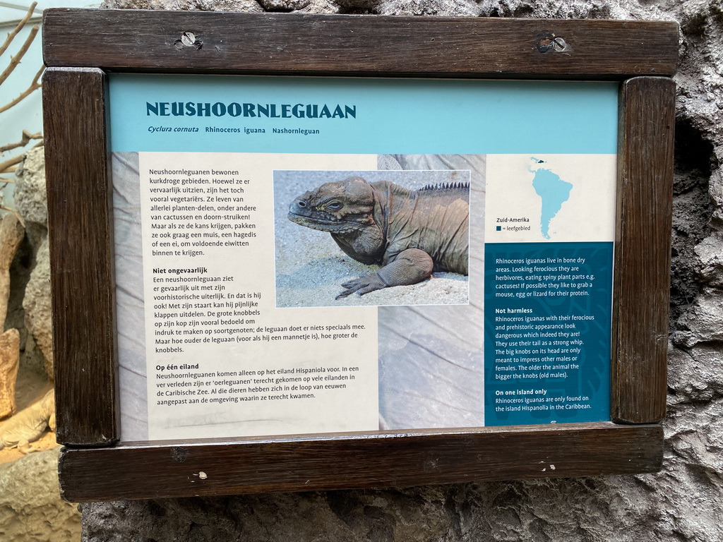 Explanation on the Rhinoceros Iguana at the Oceanium at the Diergaarde Blijdorp zoo