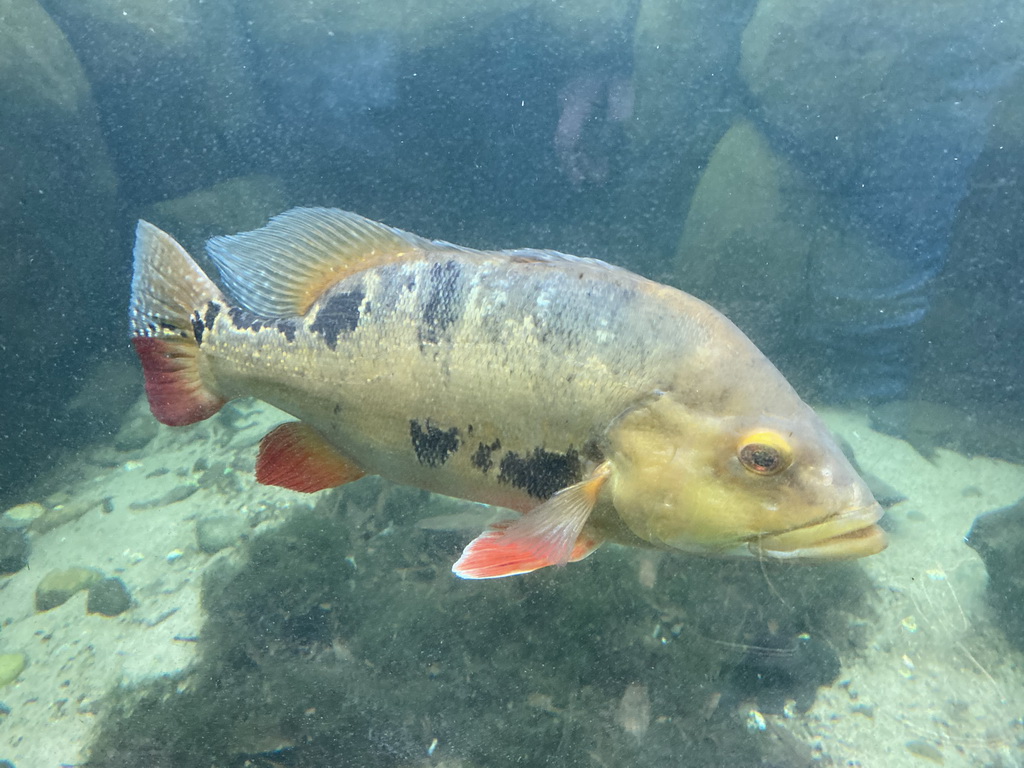 Fish at the Oceanium at the Diergaarde Blijdorp zoo