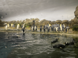 King Penguins and Gentoo Penguins at the Falklands section at the Oceanium at the Diergaarde Blijdorp zoo