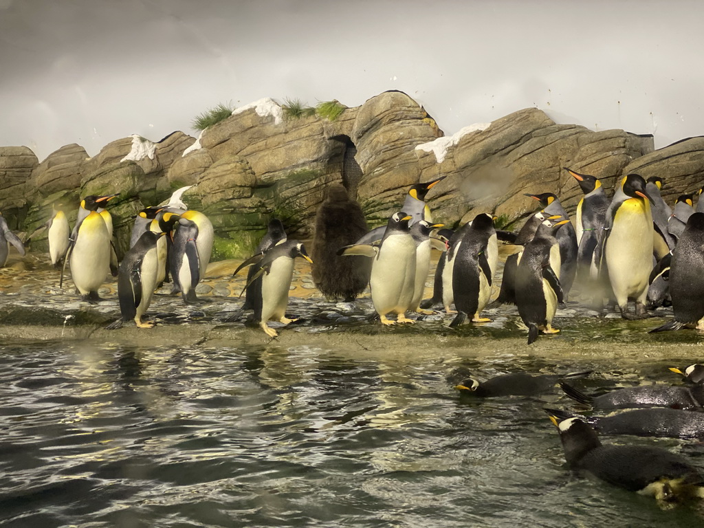 King Penguins and Gentoo Penguins at the Falklands section at the Oceanium at the Diergaarde Blijdorp zoo