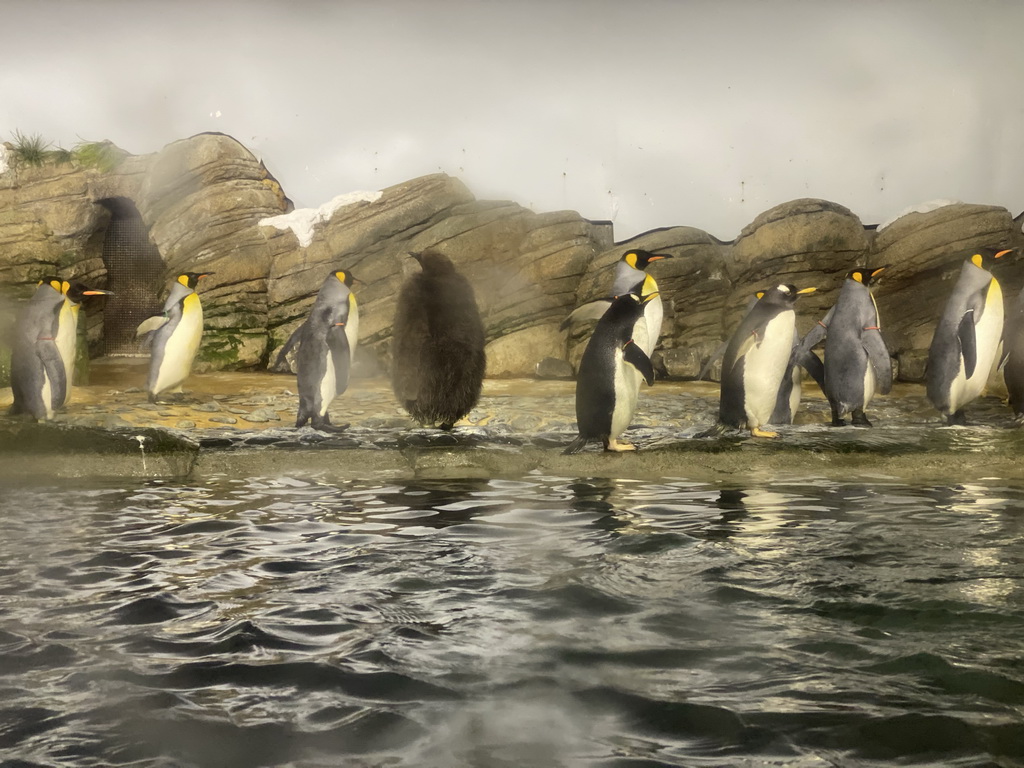 King Penguins and Gentoo Penguins at the Falklands section at the Oceanium at the Diergaarde Blijdorp zoo