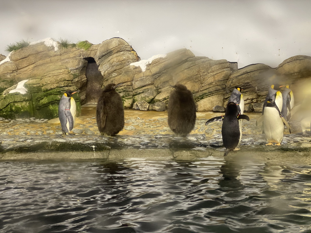 King Penguins and Gentoo Penguins at the Falklands section at the Oceanium at the Diergaarde Blijdorp zoo