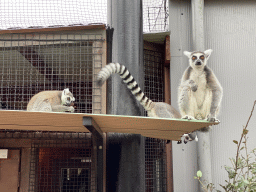 Ring-tailed Lemurs at the Oceanium at the Diergaarde Blijdorp zoo