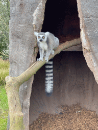 Ring-tailed Lemur at the Oceanium at the Diergaarde Blijdorp zoo