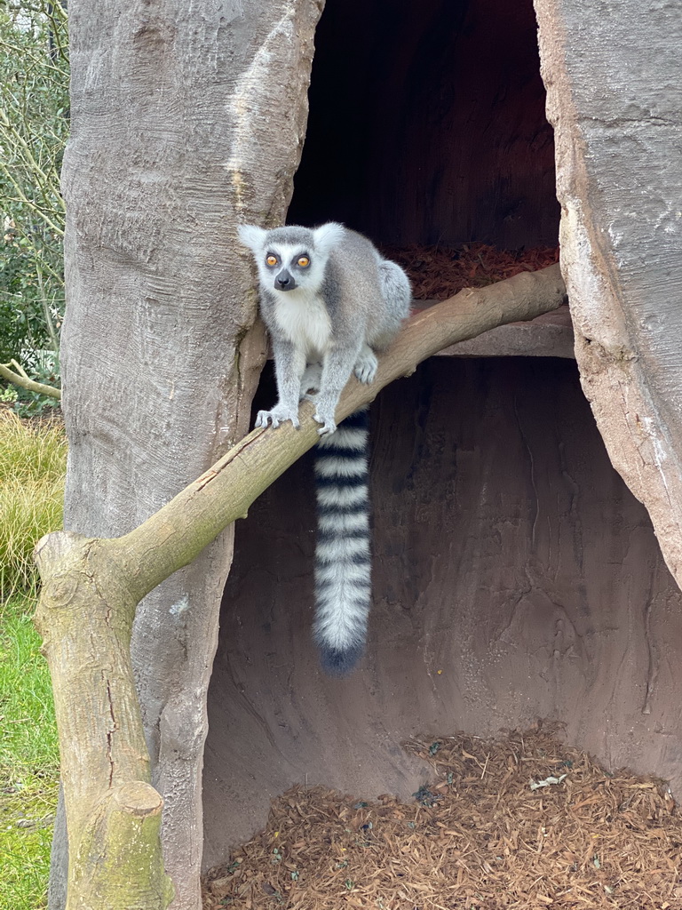 Ring-tailed Lemur at the Oceanium at the Diergaarde Blijdorp zoo