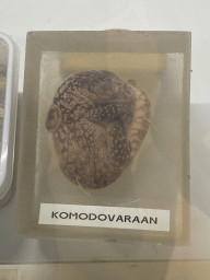 Komodo Dragon embryo at the Nature Conservation Center at the Oceanium at the Diergaarde Blijdorp zoo