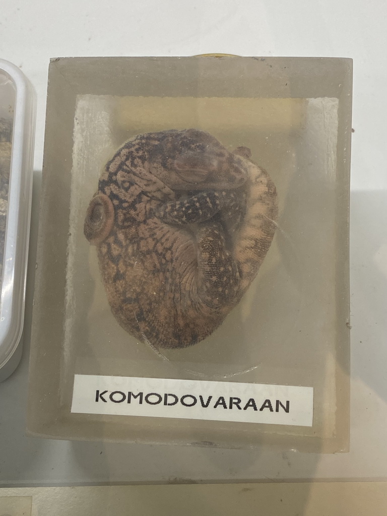 Komodo Dragon embryo at the Nature Conservation Center at the Oceanium at the Diergaarde Blijdorp zoo