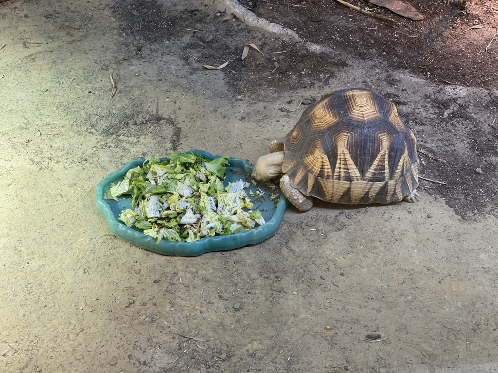 Spider Tortoise eating vegetables at the Nature Conservation Center at the Oceanium at the Diergaarde Blijdorp zoo