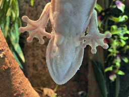 Salamander at the Nature Conservation Center at the Oceanium at the Diergaarde Blijdorp zoo