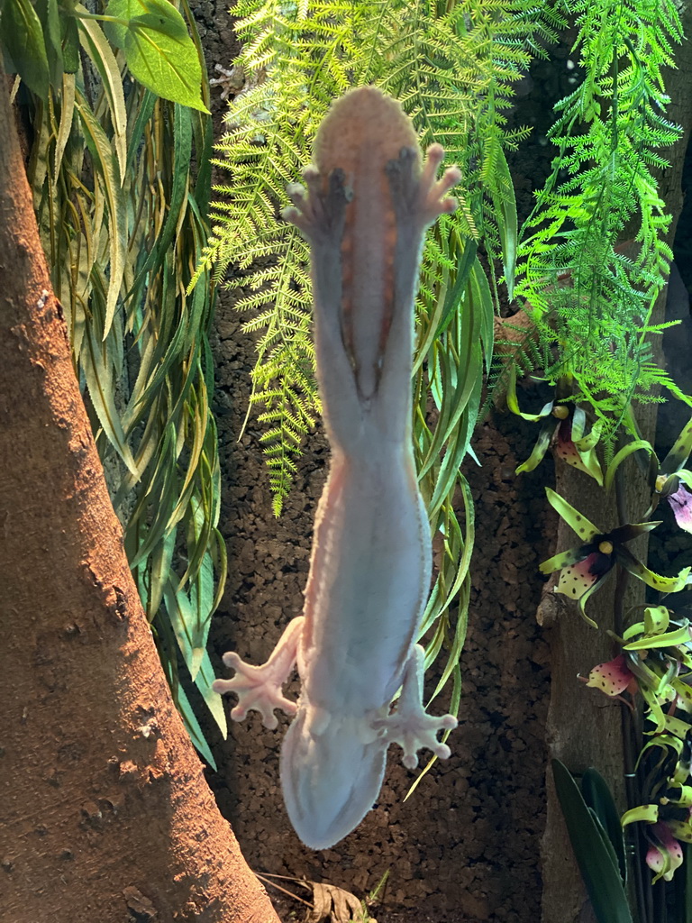 Salamander at the Nature Conservation Center at the Oceanium at the Diergaarde Blijdorp zoo