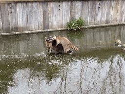 Raccoons at the North America area at the Diergaarde Blijdorp zoo