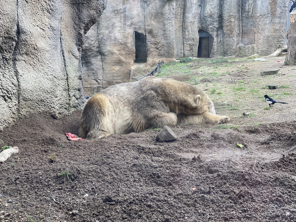 Polar Bear at the North America area at the Diergaarde Blijdorp zoo