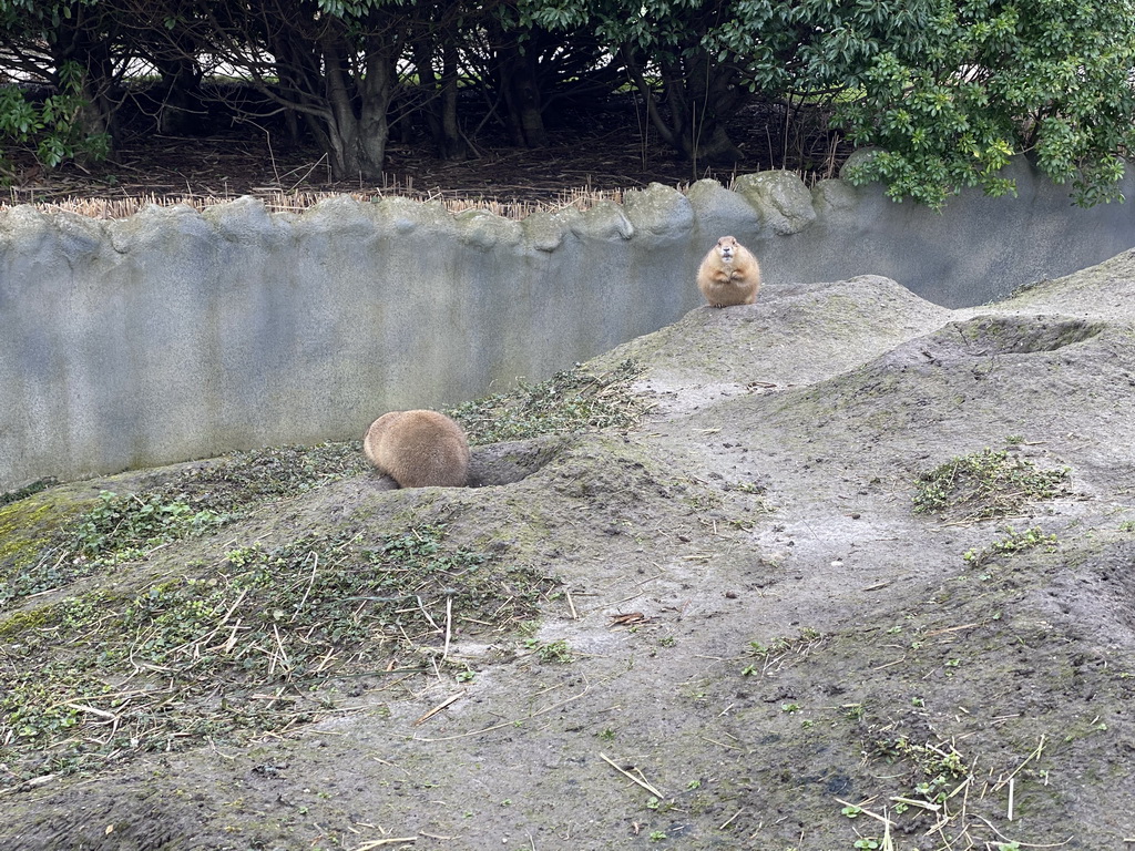 Prairie Dogs at the North America area at the Diergaarde Blijdorp zoo