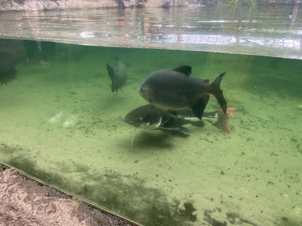 Fishes at the Amazonica building at the South America area at the Diergaarde Blijdorp zoo