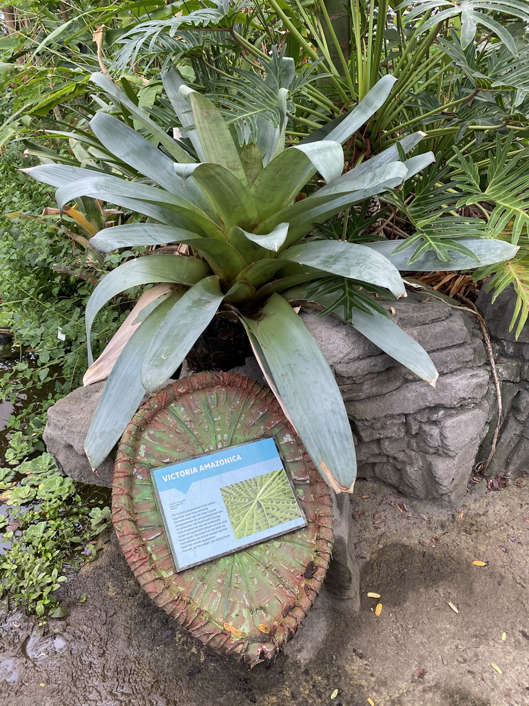 Plants and an explanation on the Victoria Amazonica water lily at the South America area at the Diergaarde Blijdorp zoo