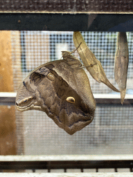 Butterfly and pupa at the Amazonica building at the South America area at the Diergaarde Blijdorp zoo