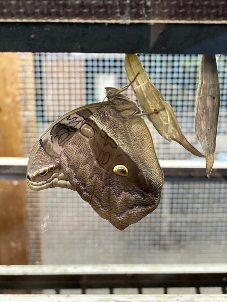 Butterfly and pupa at the Amazonica building at the South America area at the Diergaarde Blijdorp zoo