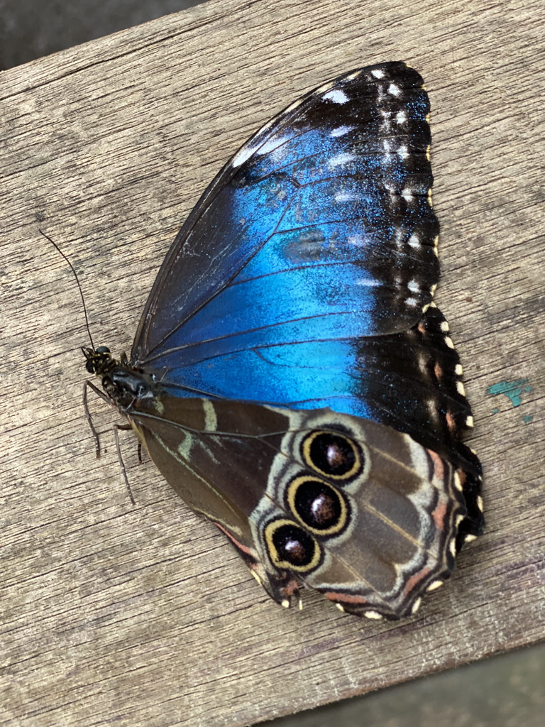 Morpho peleides butterfly at the Amazonica building at the South America area at the Diergaarde Blijdorp zoo