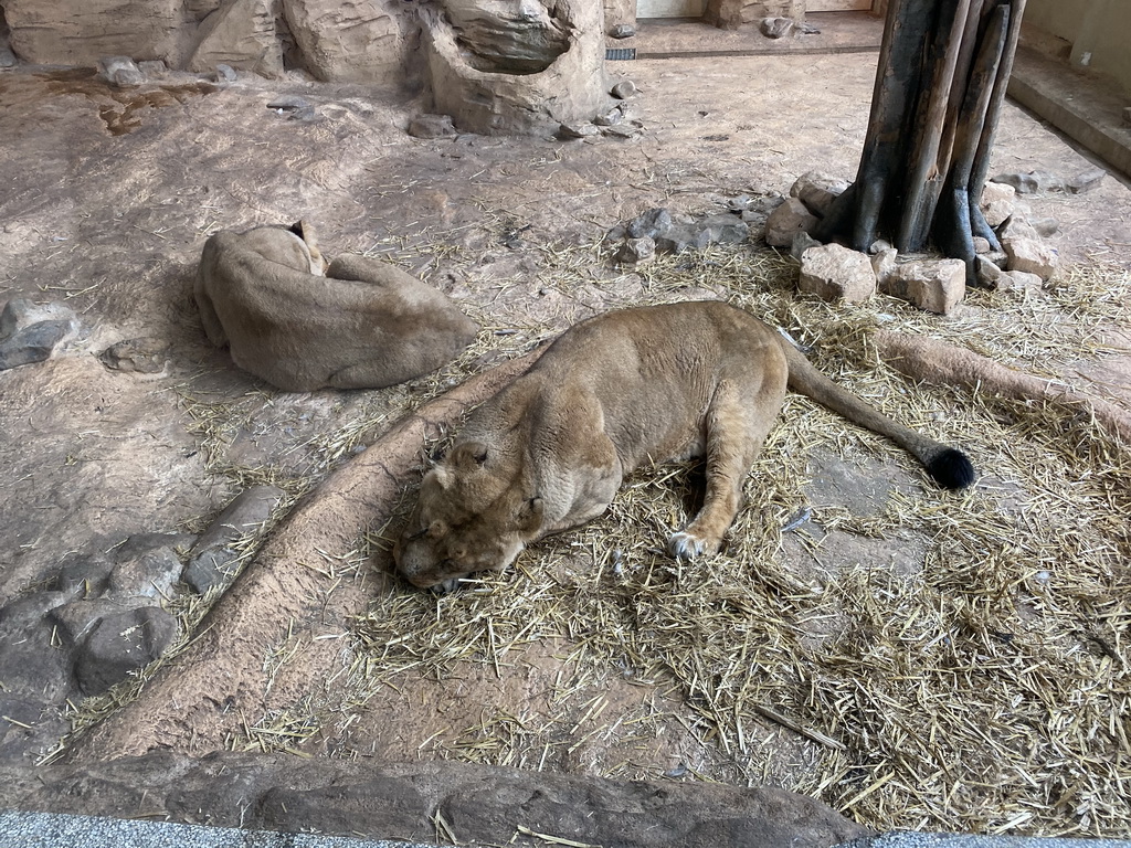 Lions at the Asia area at the Diergaarde Blijdorp zoo