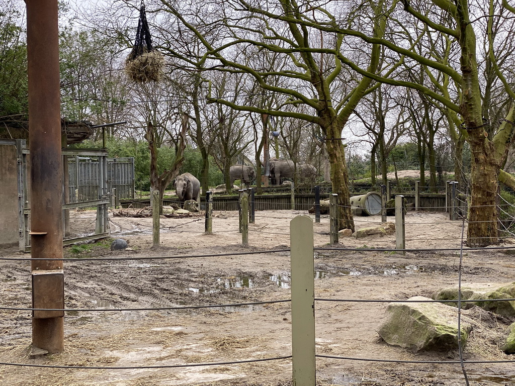 Indian Elephants at the Asia area at the Diergaarde Blijdorp zoo