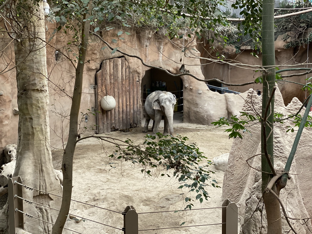 Indian Elephant at the Taman Indah building at the Asia area at the Diergaarde Blijdorp zoo, viewed from the upper level