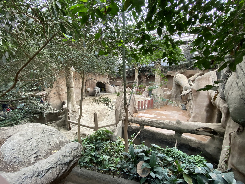 Indian Elephants at the Taman Indah building at the Asia area at the Diergaarde Blijdorp zoo, viewed from the upper level