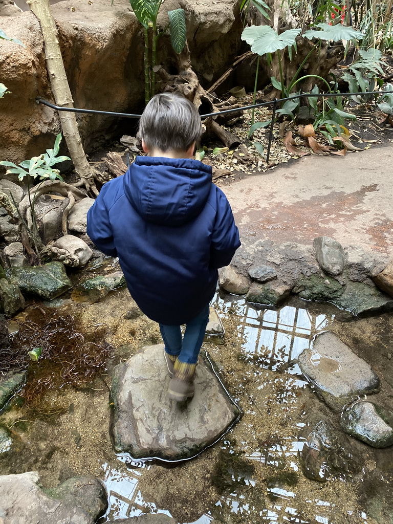 Max on stepping stones at the Taman Indah building at the Asia area at the Diergaarde Blijdorp zoo