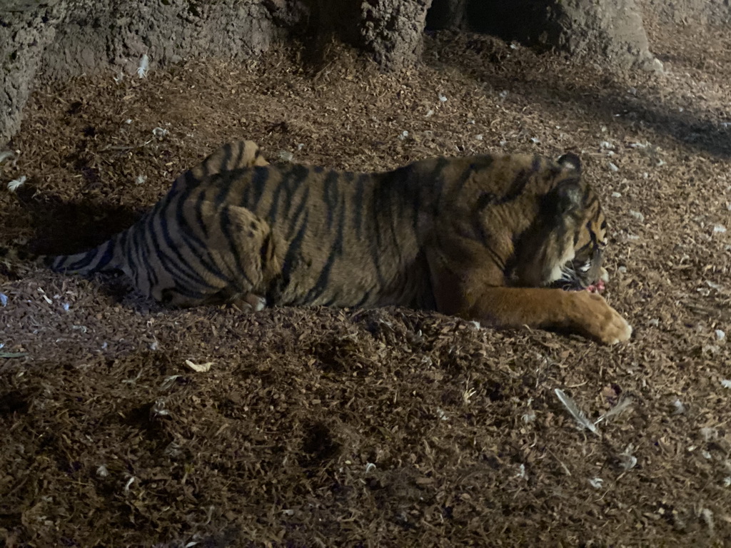 Sumatran Tiger at the Tiger Creek at the Asia area at the Diergaarde Blijdorp zoo