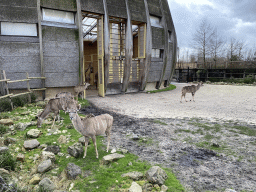 Giraffes and Greater Kudus at the Africa area at the Diergaarde Blijdorp zoo