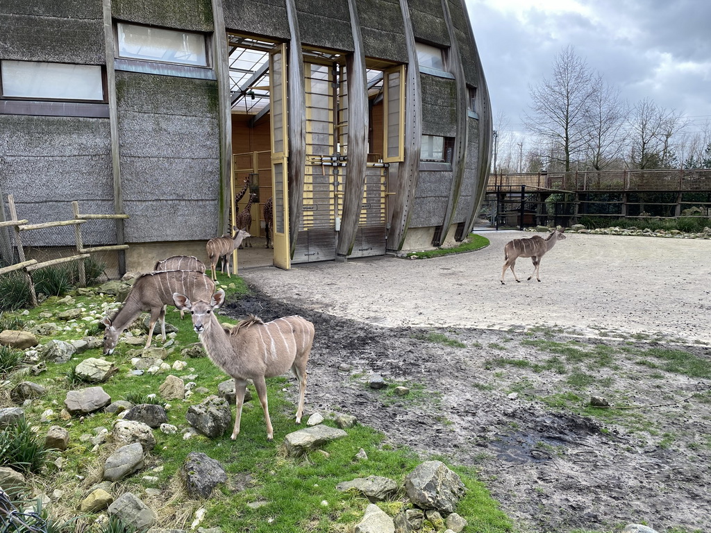 Giraffes and Greater Kudus at the Africa area at the Diergaarde Blijdorp zoo