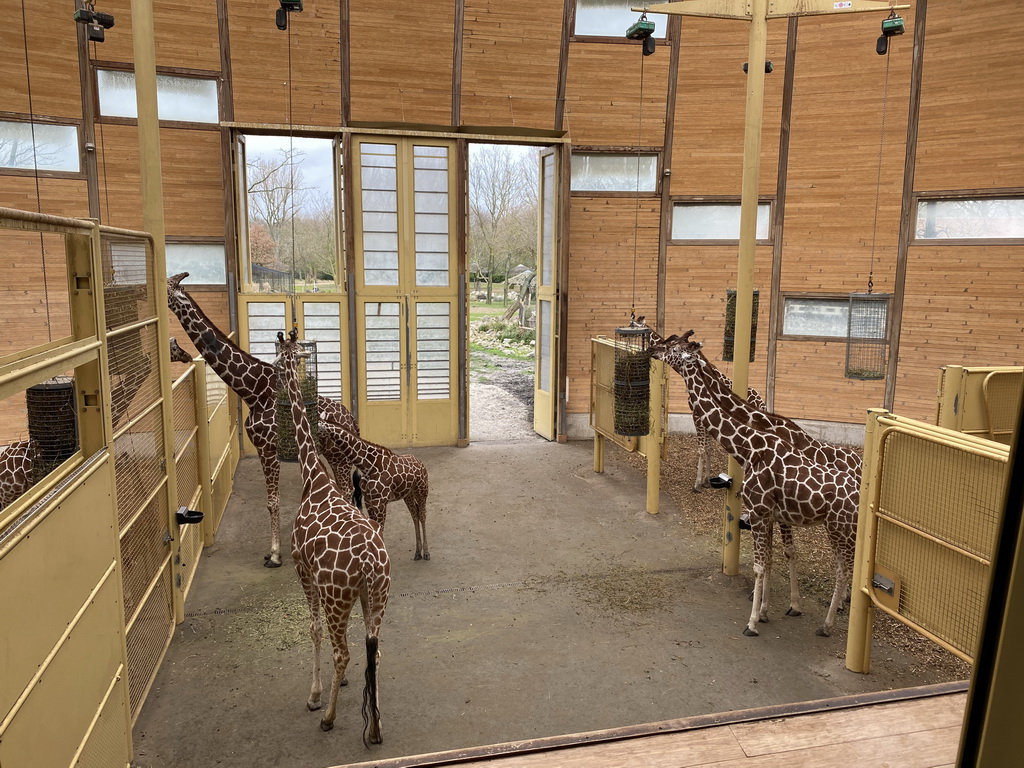 Giraffes at the Africa area at the Diergaarde Blijdorp zoo