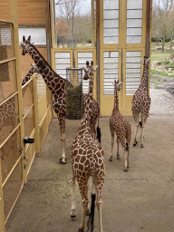 Giraffes at the Africa area at the Diergaarde Blijdorp zoo