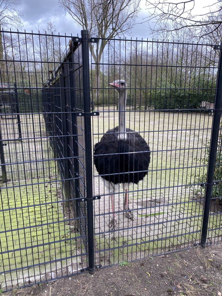Ostrich at the Africa area at the Diergaarde Blijdorp zoo