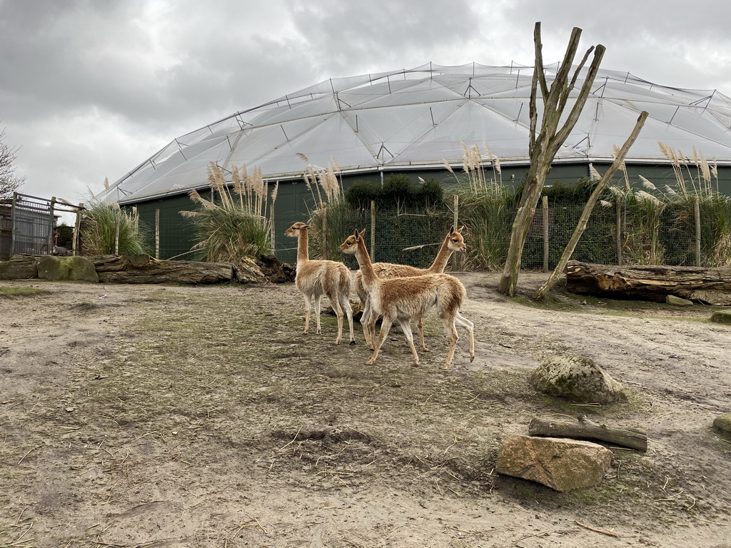 Vicuñas and the Amazonica building at the South America area at the Diergaarde Blijdorp zoo