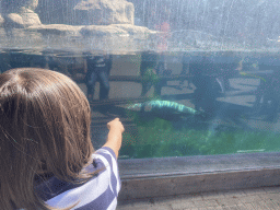 Max with a California Sea Lion at the Oceanium at the Diergaarde Blijdorp zoo