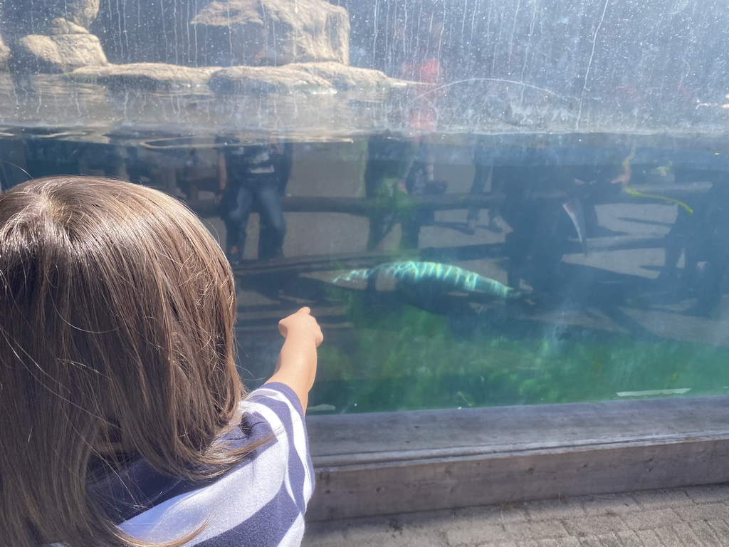 Max with a California Sea Lion at the Oceanium at the Diergaarde Blijdorp zoo