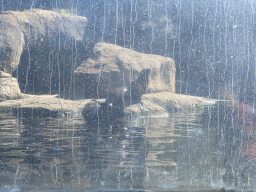 rotterdam_12_005 - 437 kb - 1024x768 - California Sea Lion at the Oceanium at the Diergaarde Blijdorp zoo California Sea Lion at the Oceanium at the Diergaarde Blijdorp zoo