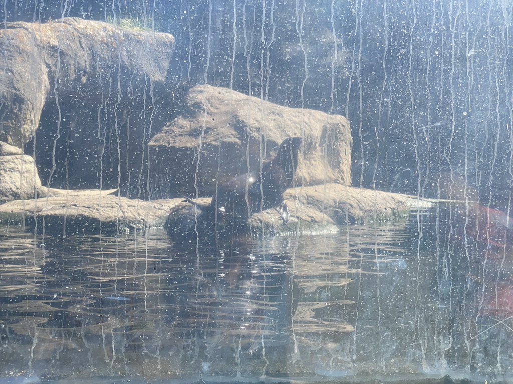 California Sea Lion at the Oceanium at the Diergaarde Blijdorp zoo