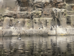 Common Murres at the Bass Rock section at the Oceanium at the Diergaarde Blijdorp zoo